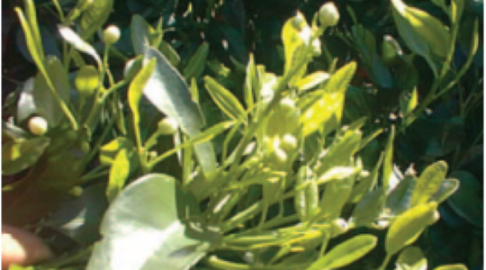 Loss of apical dominance in citrus