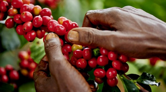 Influencing Coffee Health