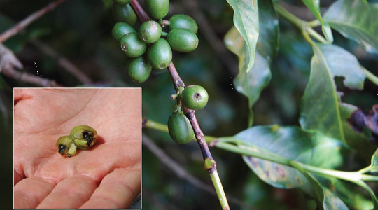 Coffee Tree Management and Crop Protection