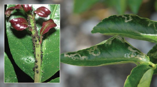 Citrus leaf curl
