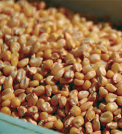 YaraVita Teprosyn treated seed.