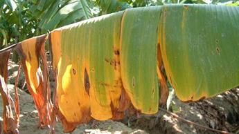 Yellow Sigatoka
