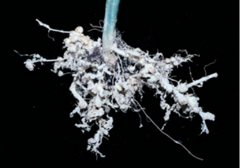 Root-knot nematode damage