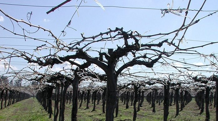 Overhead wire trellis system