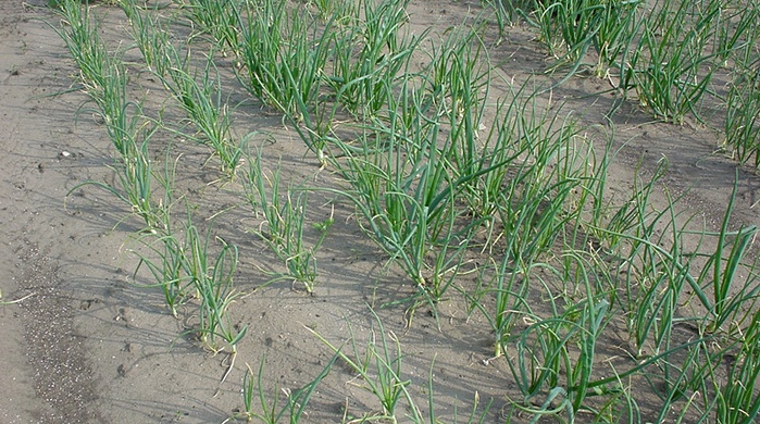 Nematode damage to crop
