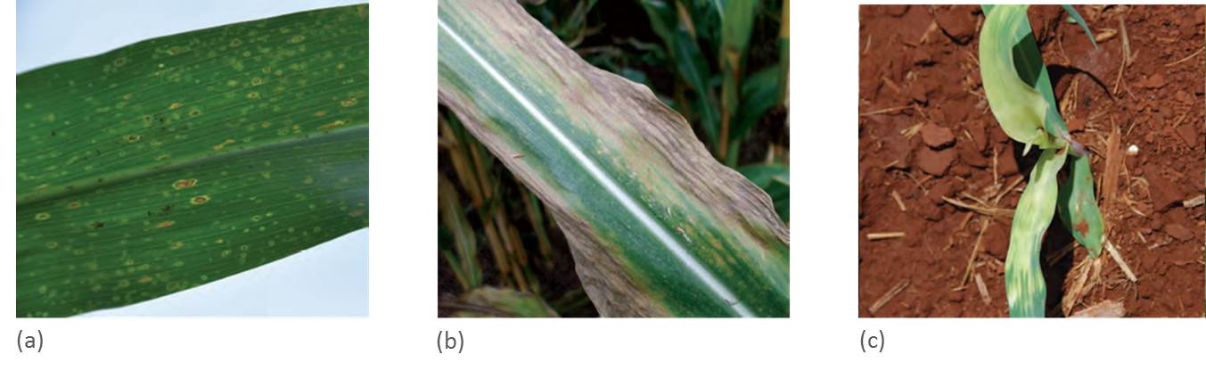 (a) Eyespot, (b) Helminthosporium, (c) Leaf chlorosis from herbicide damage