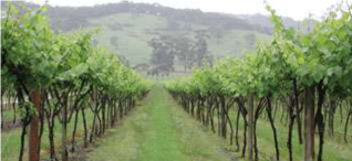 Grass cover crops in wine grape.