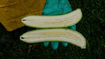 Seedless banana