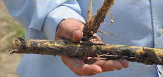 Untreated roots - USA trials