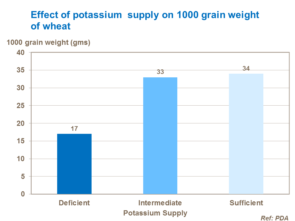 Effect of potassium  supply on 1000 grain weight of wheat