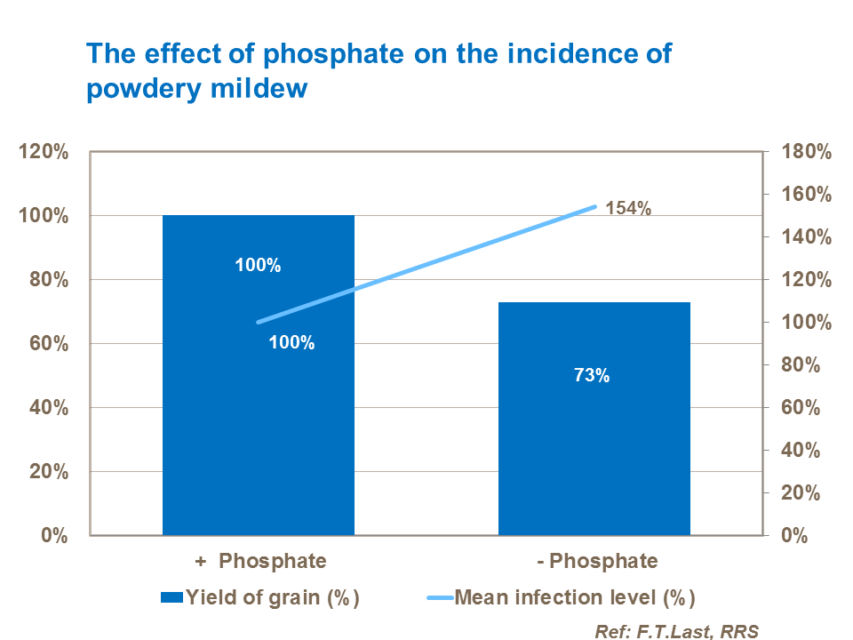 The effect of phosphate on the incidence of powdery mildew