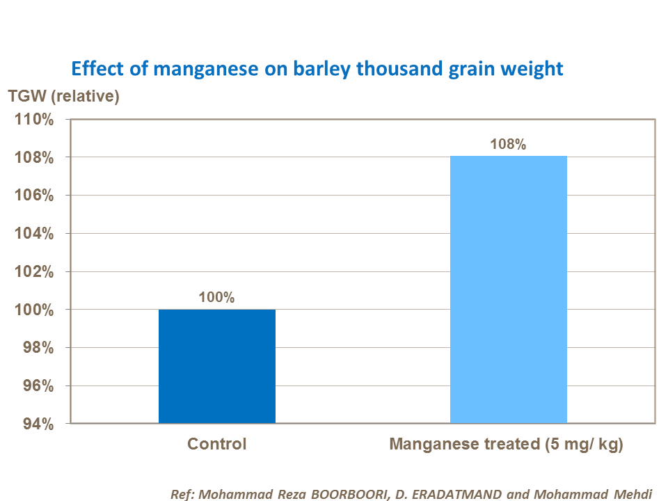 Effect of manganese on barley thousand grain weight