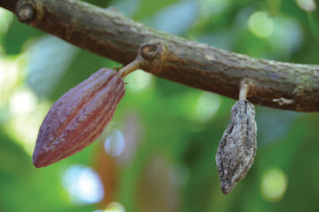 Cherelle Wilt (right)