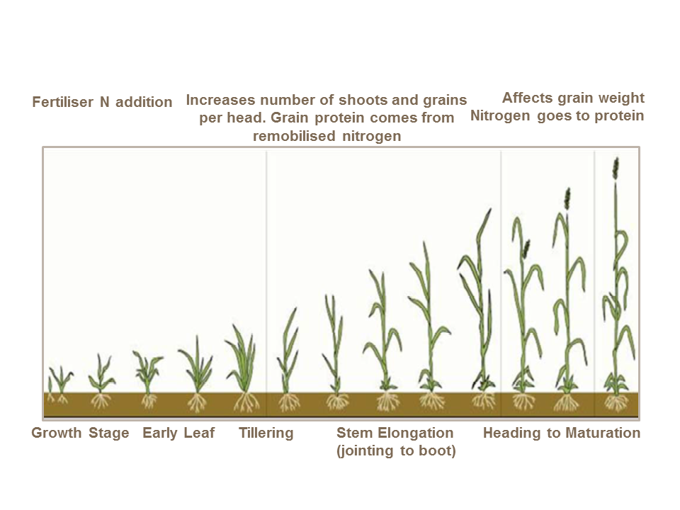 Oat growth stages