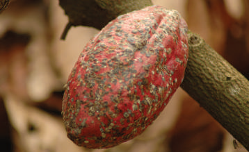 Mirid damage to pod