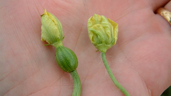 Watermelon flowers, female (left) male (right).