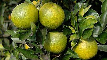 Peel of mature oranges remains green-yellow in tropical climates.