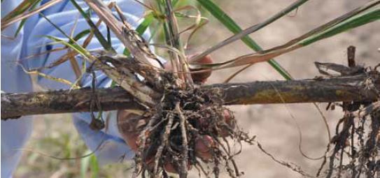 Better rooting and shoot development from YaraVita Bortrac and Zintrac - USA trials