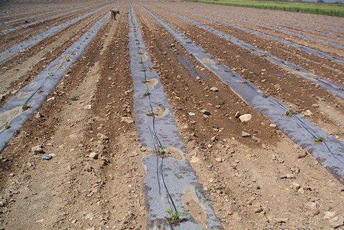 Row spacing varies with variety and local standards.