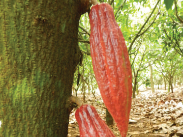 Criollo cocoa