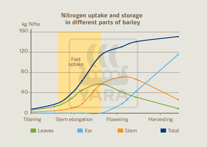 Figure 2: Most of nitrogen (~65 %) is accumulated already before flowering within 3 to 5 weeks during stem elongation and booting. Less than 15% of nitrogen in the grain is still taken up after flowering while 85 % of protein is built from nitrogen translocated from leaves and stems into the grain.