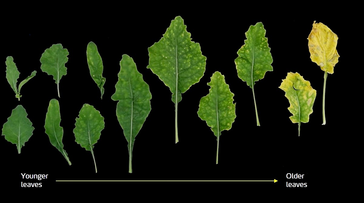 Magnesium deficency in oilseed rape