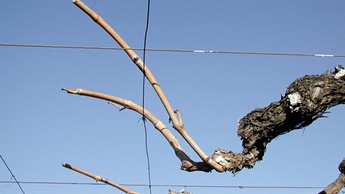 Pruned to leave short canes