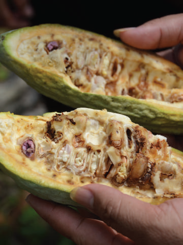 Cocoa pod borer damage to beans