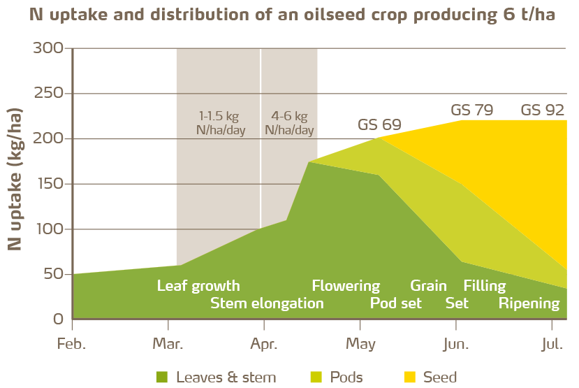 Figure 3: Cumulative nitrogen uptake during the growing cycle. Maximum dry matter and N accumulation can only be sustained by readily available nitrate nitrogen [3].