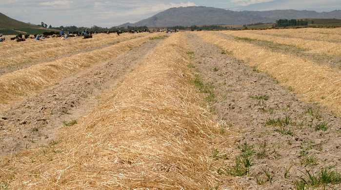 Curing onions in the field under straw