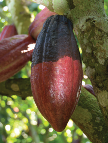 Black pod or black rot