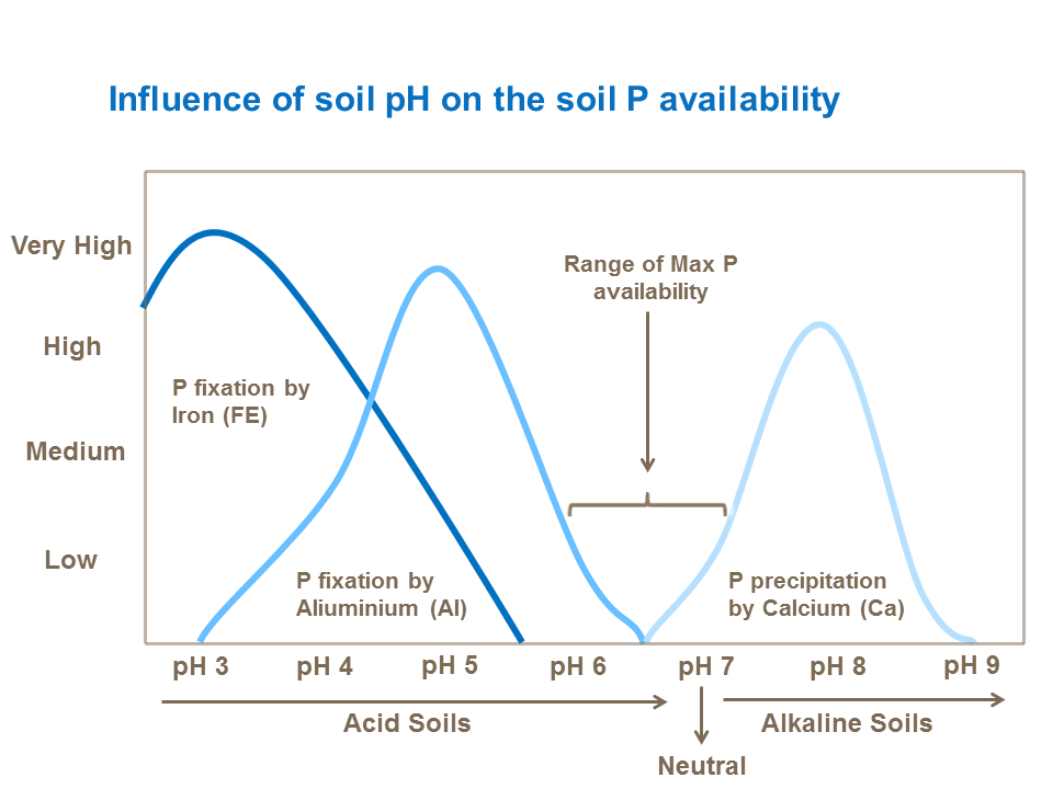 Influence of soil pH on P availability