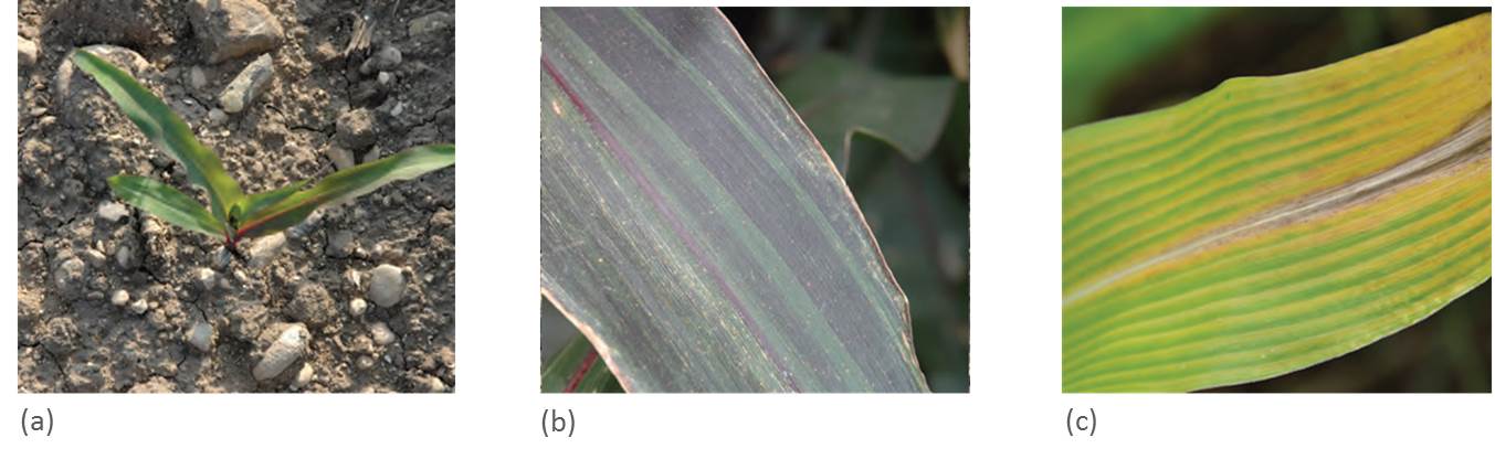 (a) P deficiency induced by cold temperatures, (b) Leaf color can be due to variety not nutrient deficiency, (c) Leaf discoloration caused by waterlogging.