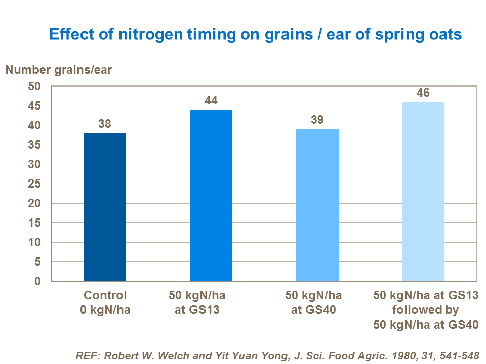 Effect of nitrogen timing on grains  ear of spring oats